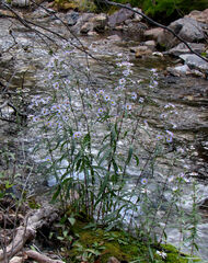 Symphyotrichum bracteolatum