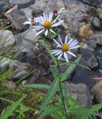Symphyotrichum bracteolatum