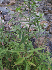 Symphyotrichum bracteolatum