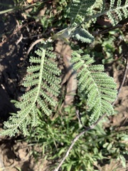 Tanacetum bipinnatum