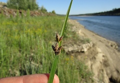 Schoenoplectus triqueter