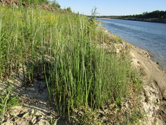 Schoenoplectus triqueter