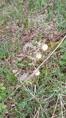 Carlina vulgaris