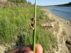 Schoenoplectus triqueter