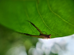 Sidymella trapezia