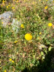 Calceolaria filicaulis