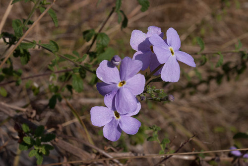 Jamesbrittenia grandiflora image