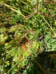Calceolaria filicaulis
