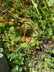 Calceolaria filicaulis