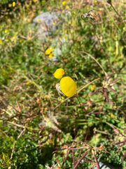 Calceolaria filicaulis