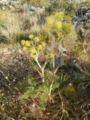 Thapsia garganica