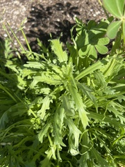 Deinandra fasciculata