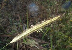 Hordeum bulbosum
