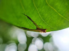 Sidymella trapezia