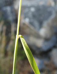 Hordeum bulbosum