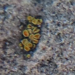 Rhizoplaca chrysoleuca