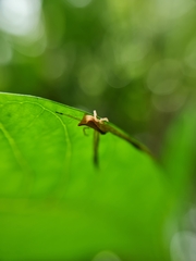 Sidymella trapezia
