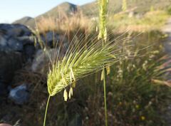 Thinopyrum bessarabicum (Dasypyrum villosum)