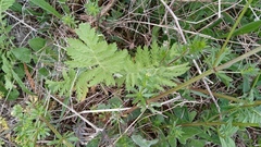 Tanacetum vulgare