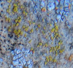 Athallia pyracea