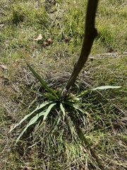 Chlorogalum pomeridianum