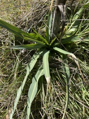 Chlorogalum pomeridianum