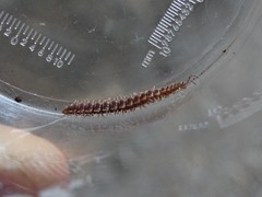 Polydesmus complanatus