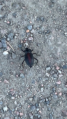 Eleodes suturalis