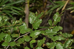Nothofagus antarctica