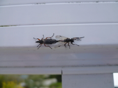 Bibio xanthopus