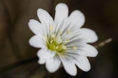 Cerastium nigrescens arcticum