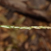 Carex negeri - Photo (c) José Ignacio Márquez Corro,  זכויות יוצרים חלקיות (CC BY-NC), הועלה על ידי José Ignacio Márquez Corro