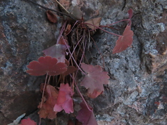 Heuchera richardsonii