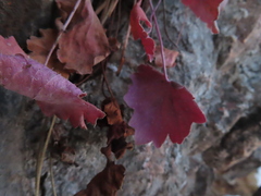 Heuchera richardsonii