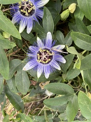 Passiflora amethystina × caerulea
