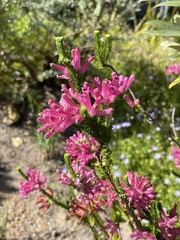 Erica verticillata