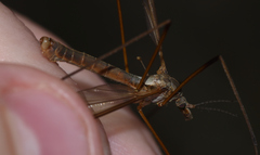 Tipula paludosa