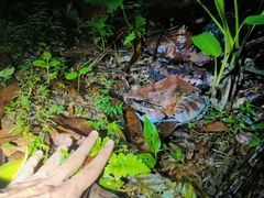 Leptodactylus pentadactylus