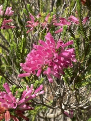 Erica verticillata