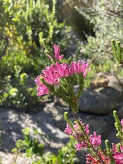 Erica verticillata
