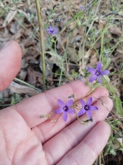 Campanula lusitanica