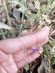 Campanula lusitanica