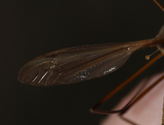 Tipula paludosa