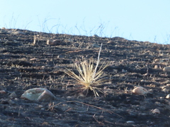 Yucca glauca