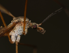 Tipula paludosa