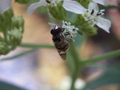 Copestylum tamaulipanum