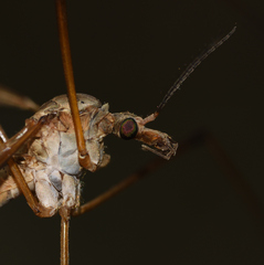 Tipula paludosa