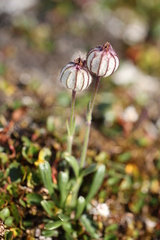 Silene uralensis
