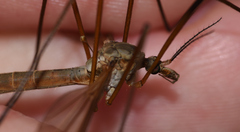 Tipula paludosa