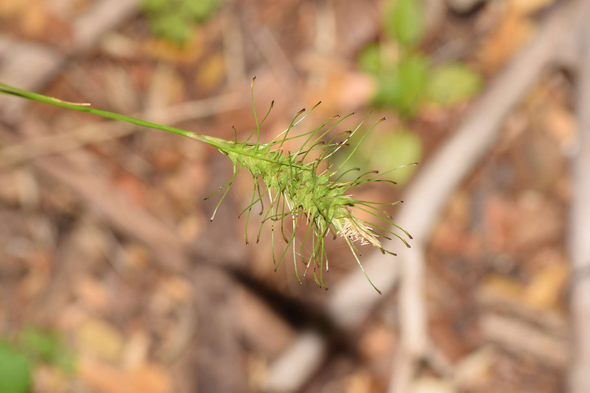 Carex macrotrichoides